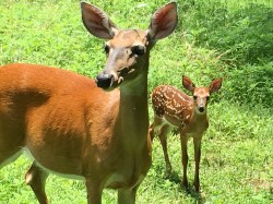 MamaWithFawn7-8-17