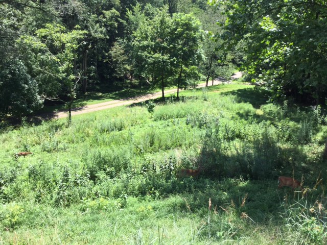 MeadowWithDeerTurkeys2