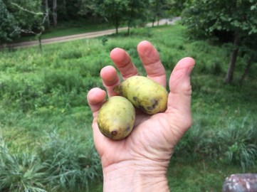 Pawpaws