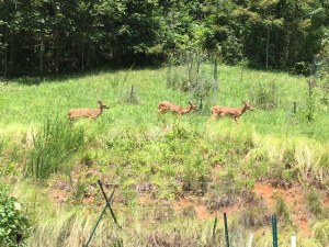 TripletsBehindHouse8-6-2017