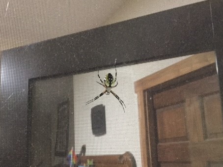 Charlotte on screen door (2)