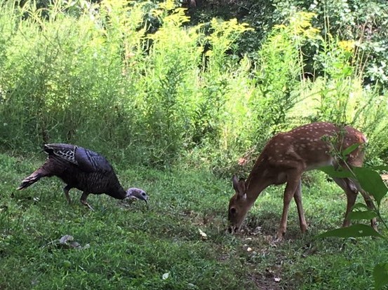 Fawn and turkey