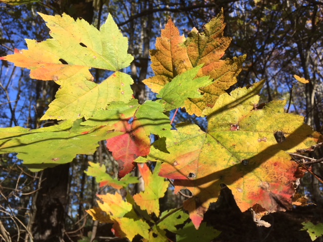 Maple leaves 10-30-17