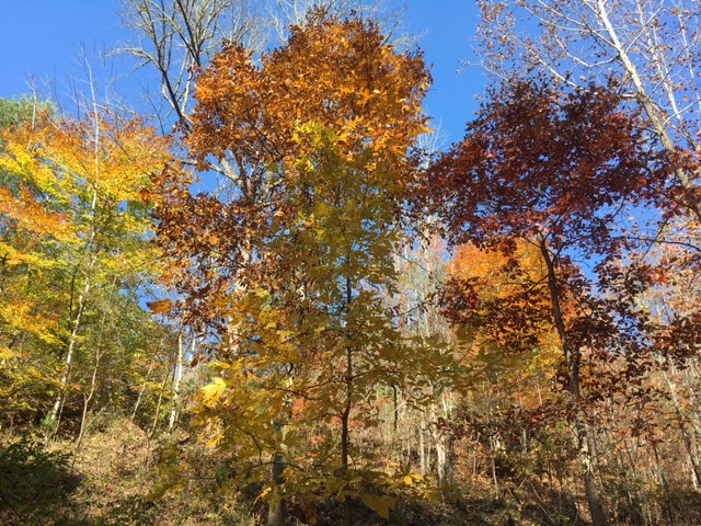 Driveway hickory &amp; beech 11-5-17