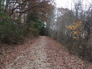 Leaves in drive 11-9-17