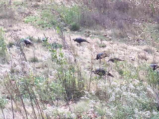 Turkeys in meadow 11-2-17