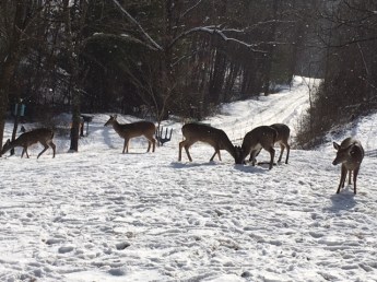 deer in snow pm 1-17-18