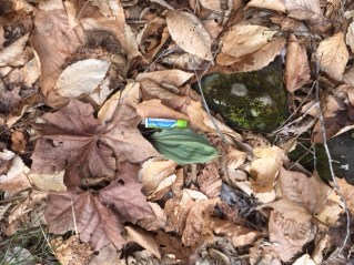 putty-root orchid 2-16-18