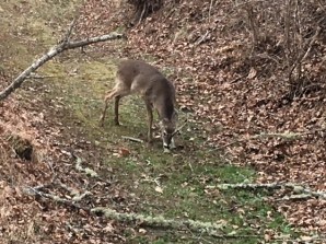 Vee eating lichen 2-17-18