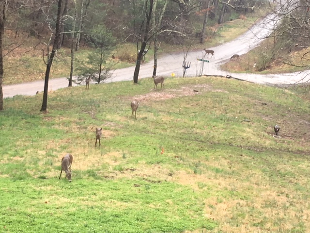 Deer &amp; turkey 3-6-18