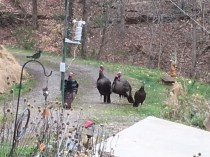 Turkeys courting 3-25-18