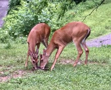 Young bucks 5-28-18