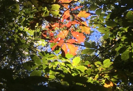 Oak leaves with hickory 10-19-18