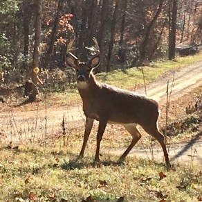 Mr. MAjestic in meadow 11-28-18