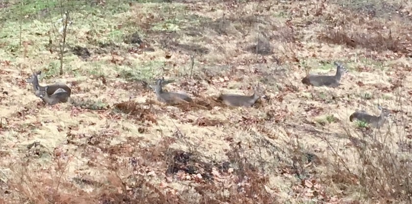 Deer resting inmeadow 1-4-19