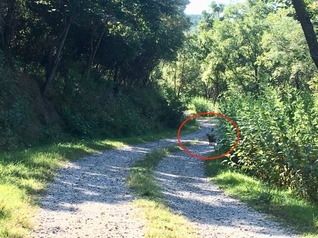 Bobcat 8-17-19 – Version 2