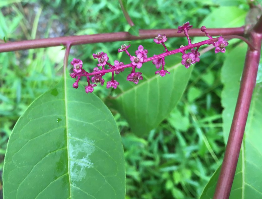 American Pokeweed Phytolacca americana