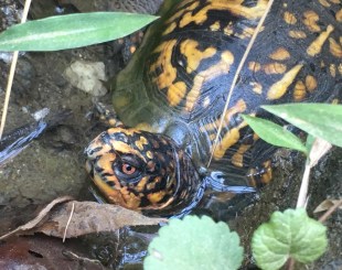 Turtle in ditch 9-1-19 – Version 2