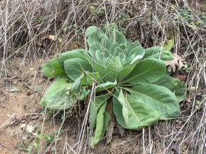 Common Mullein Verbascum thapsus
