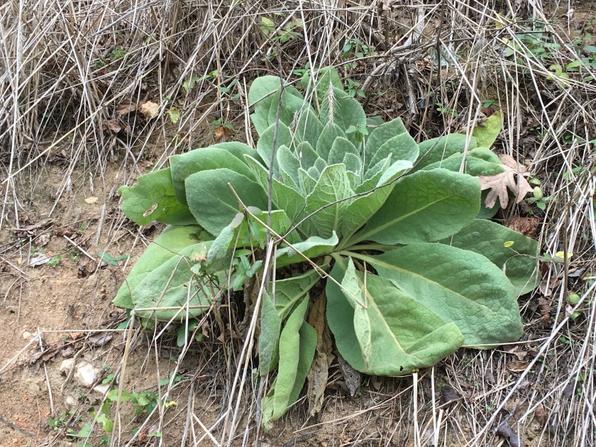 Common Mullein Verbascum thapsus