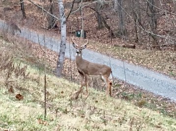 Buck 1-18-20
