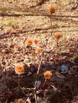 Truffula tree! 1-21-20 – Version 3