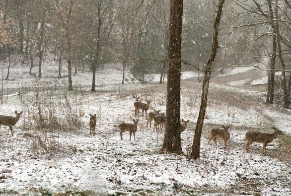 Deer waiting for breakfast 2-27-20