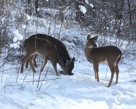 Young deer eating in snpw