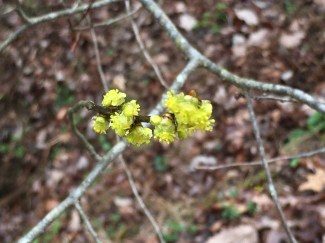Boxelder (Acer negundo)