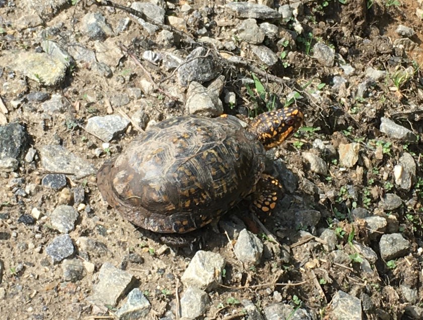 Turtle on Mtn Hollow 4-9-20