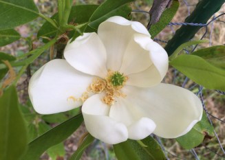 Sweetbay Magnolia Magnolia virginiana – Version 2
