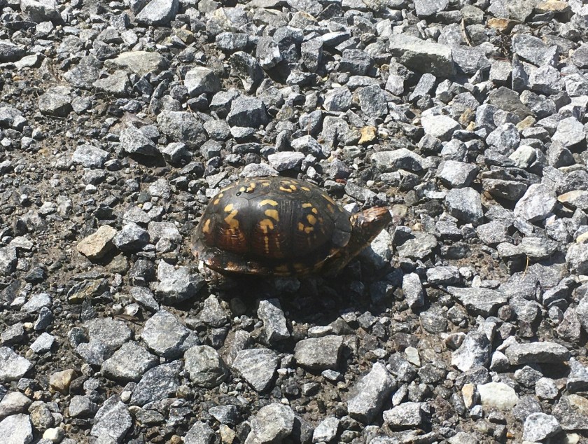 Turtle on Mtn Hollow 4-26-20
