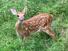 Curious fawn 7-18-20