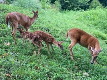 Moms and fawns 7-30-20