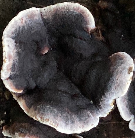 Smoky Polypore Bjerkandera adusta