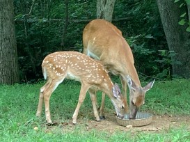 Friendly fawn &amp; mom 8-6-20