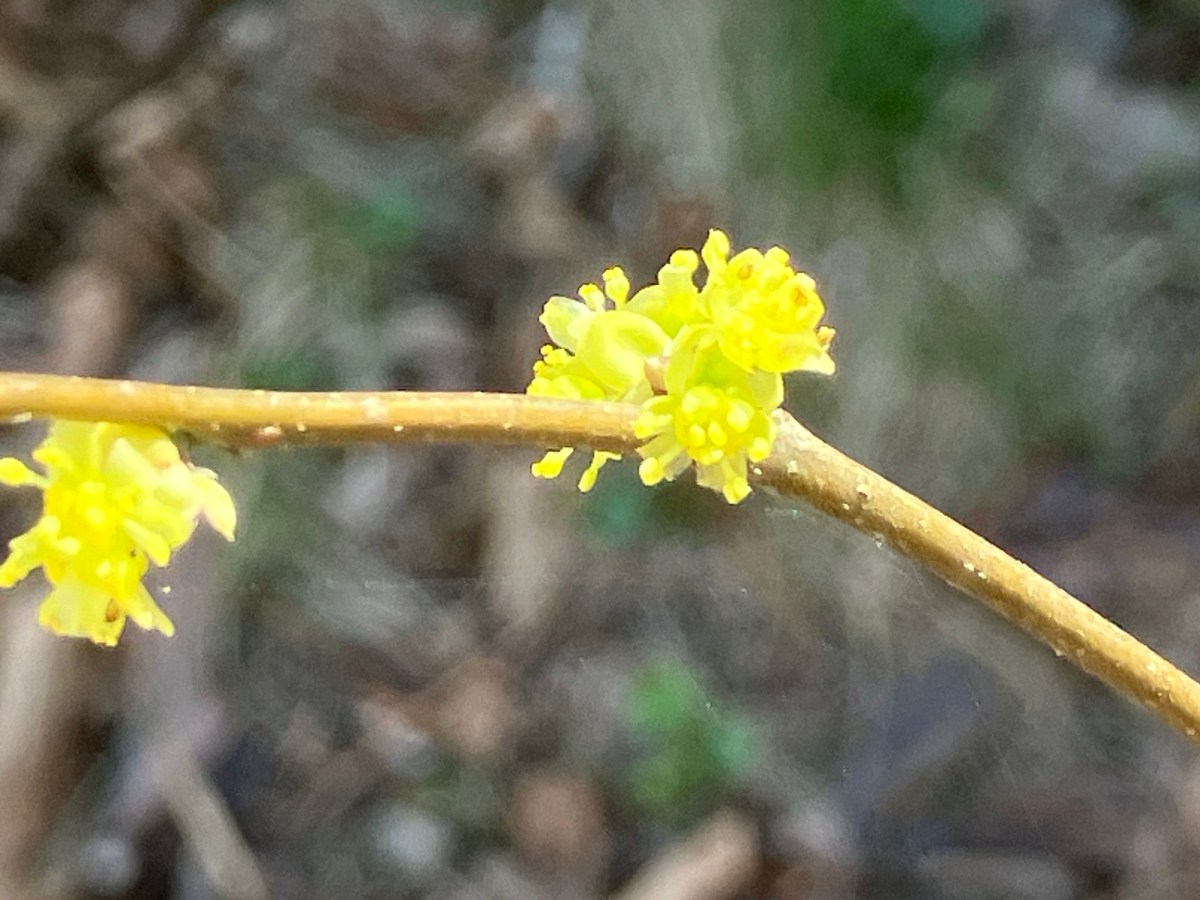 Spring comes and&nbsp;goes